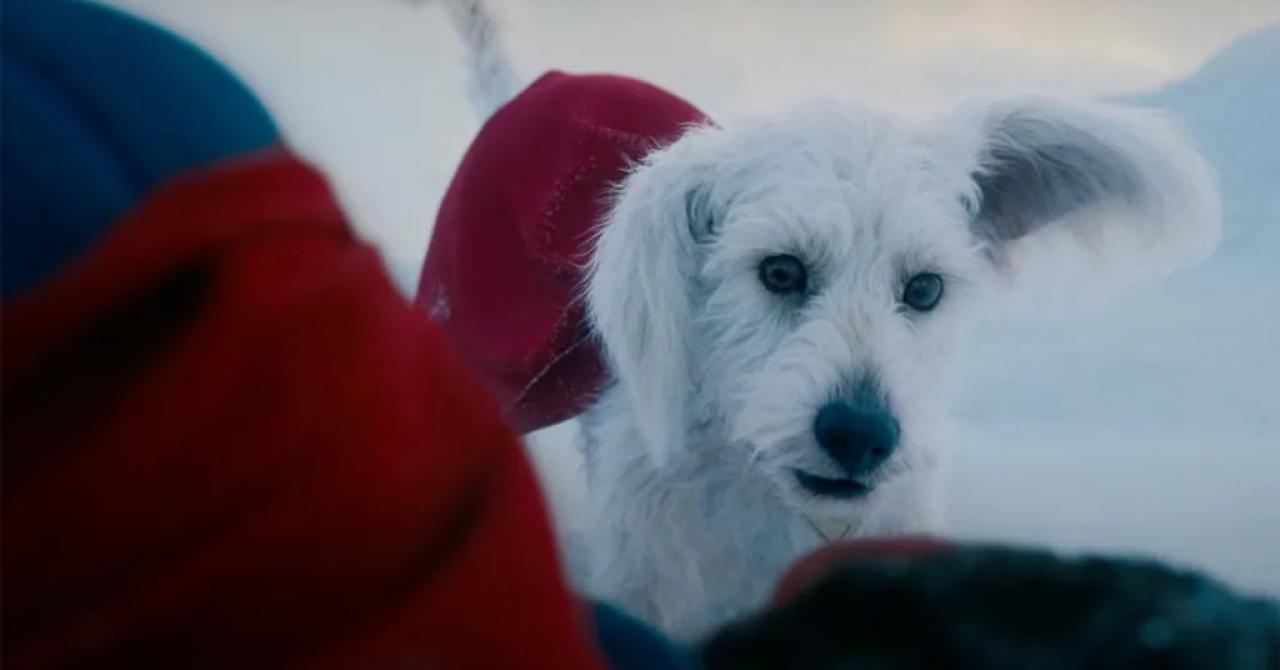 Krypto The dog will be entitled to his own series after Superman