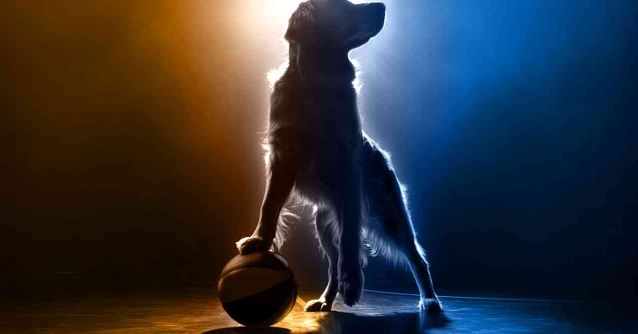 Return Air Bud: 2 new dogs selected from 5,000 candidates