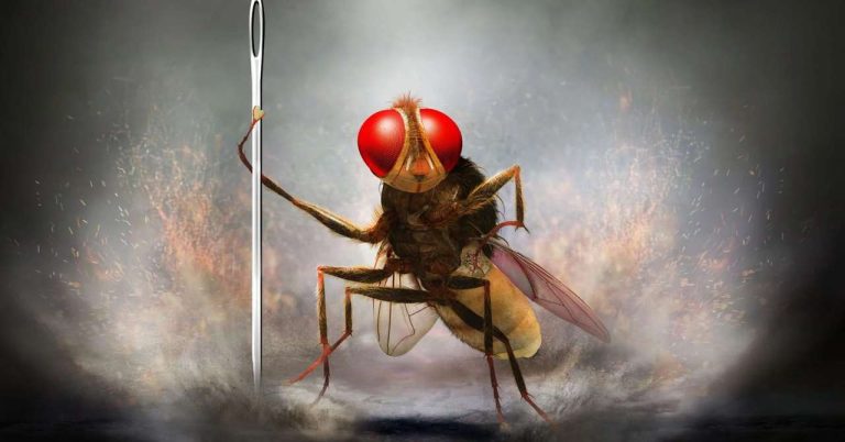 Eega, the vengeful fly: when Rajamouli reinvents the genre film (review)
