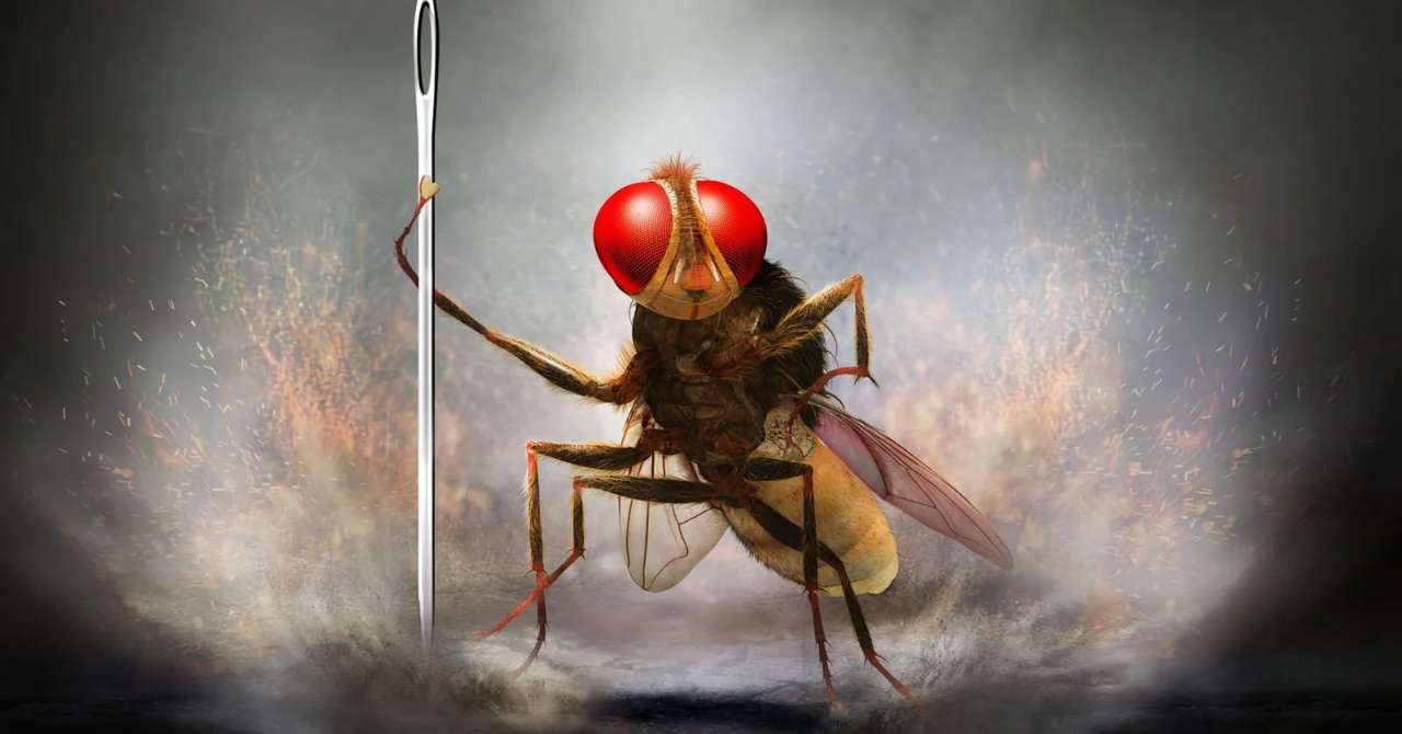 Eega, the vengeful fly: when Rajamouli reinvents the genre film (review)