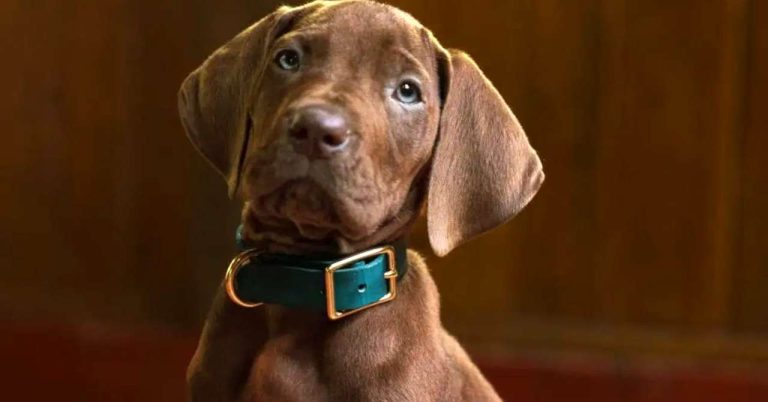 The puppy Scooby shows the tip of his nose in the first teaser of the live series
